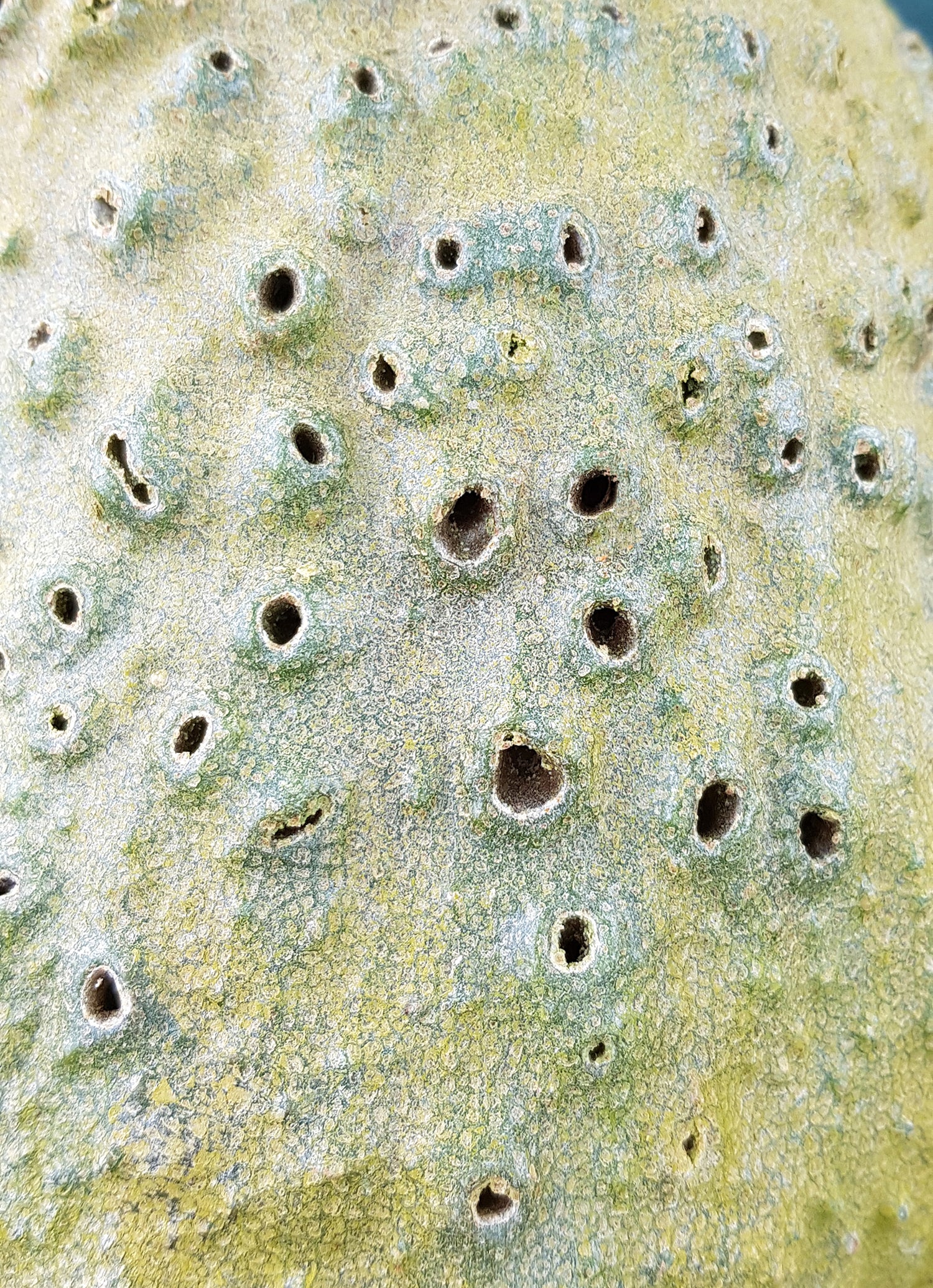 Ameisenpflanze - Entdecken Sie die Naturwunder