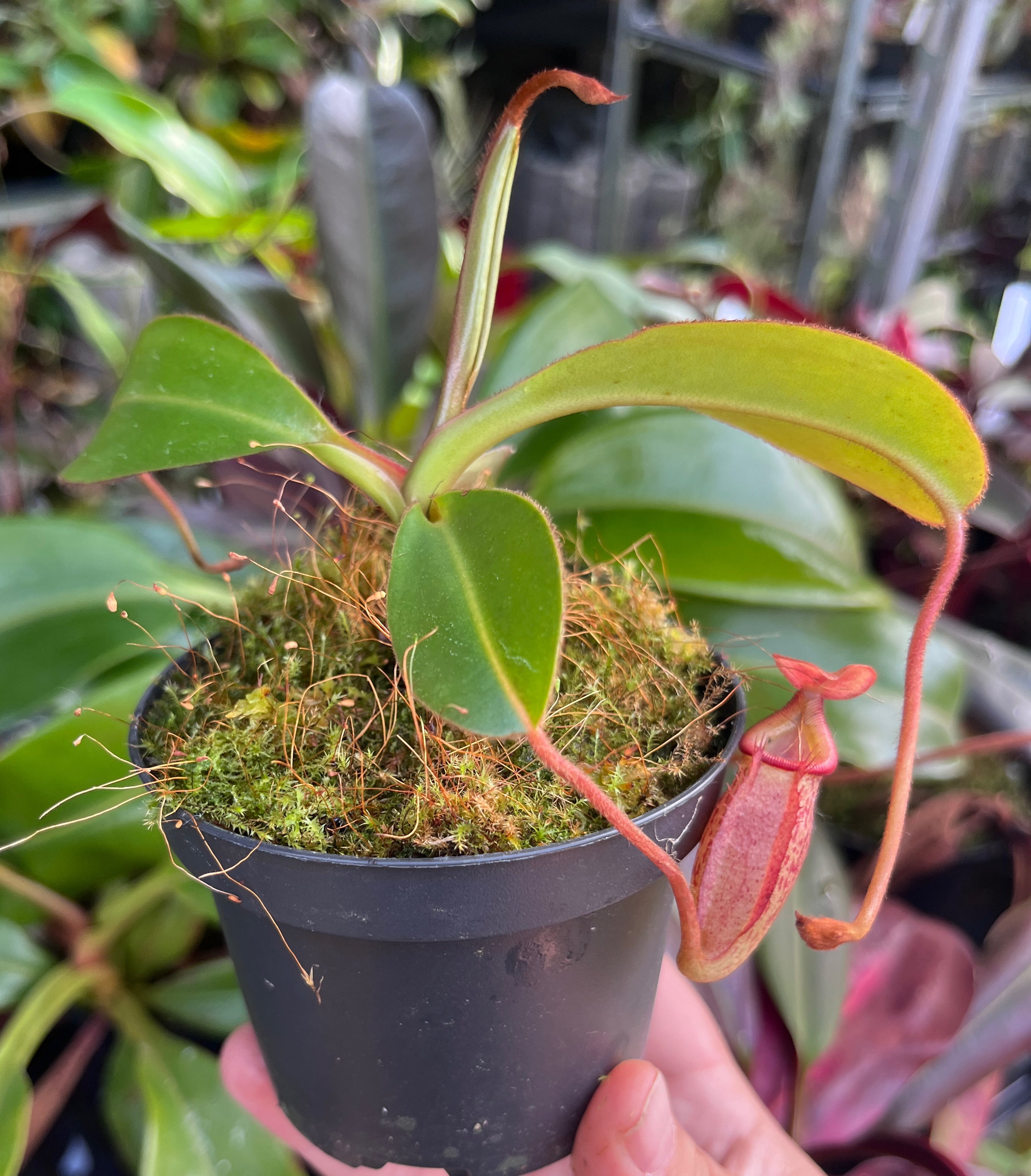 Nepenthes rajah x (burbidgeae x edwardsiana) BE-3902
