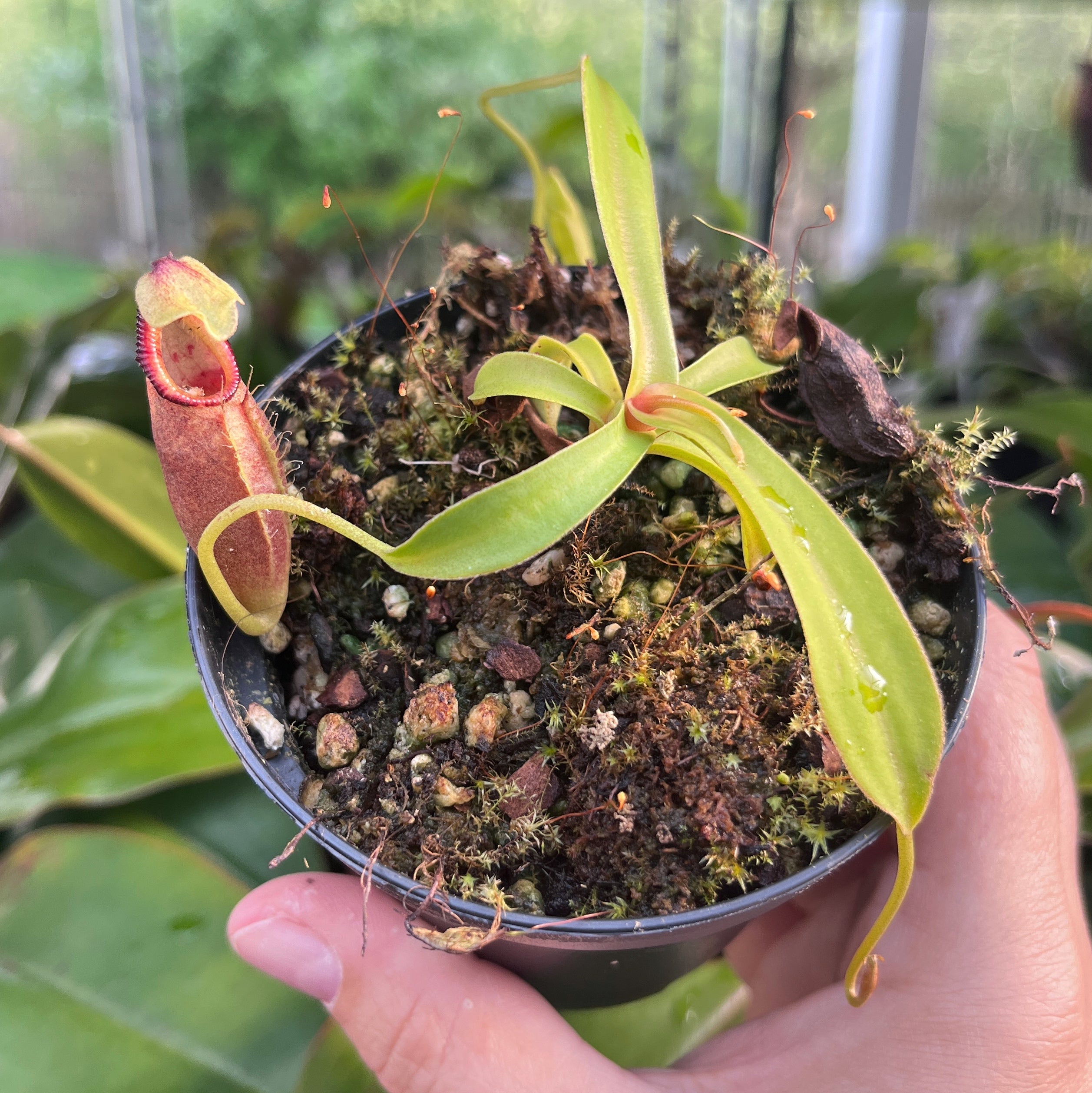 Nepenthes ovata BE-4084