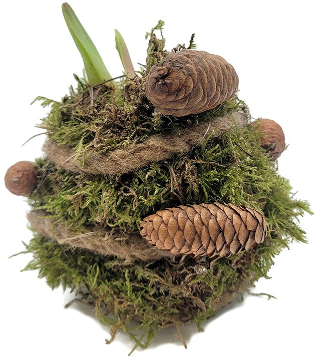 gewachste Amaryllis - Ritterstern mit Moosarrangement & LED