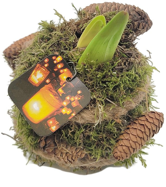 gewachste Amaryllis - Ritterstern mit Moosarrangement & LED