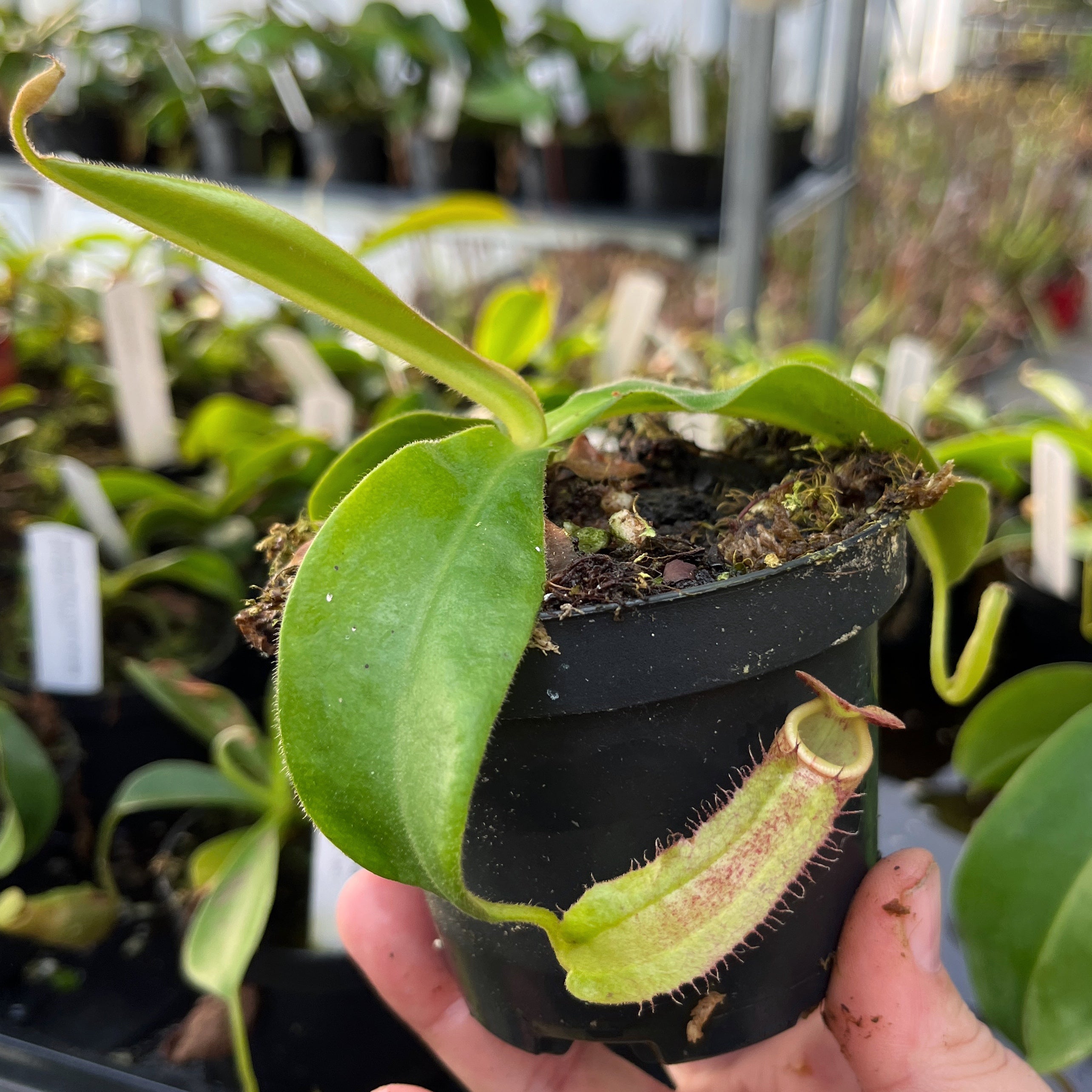 Nepenthes albomarginata x klossii BE-4557