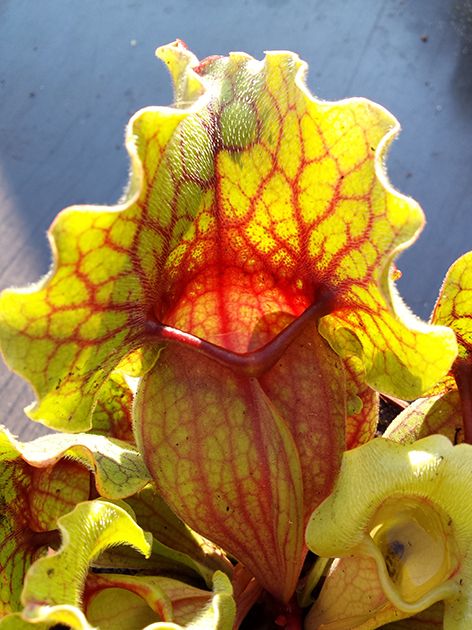 Sarracenia Purpurea ssp. Venosa "Big Form" Klon 3