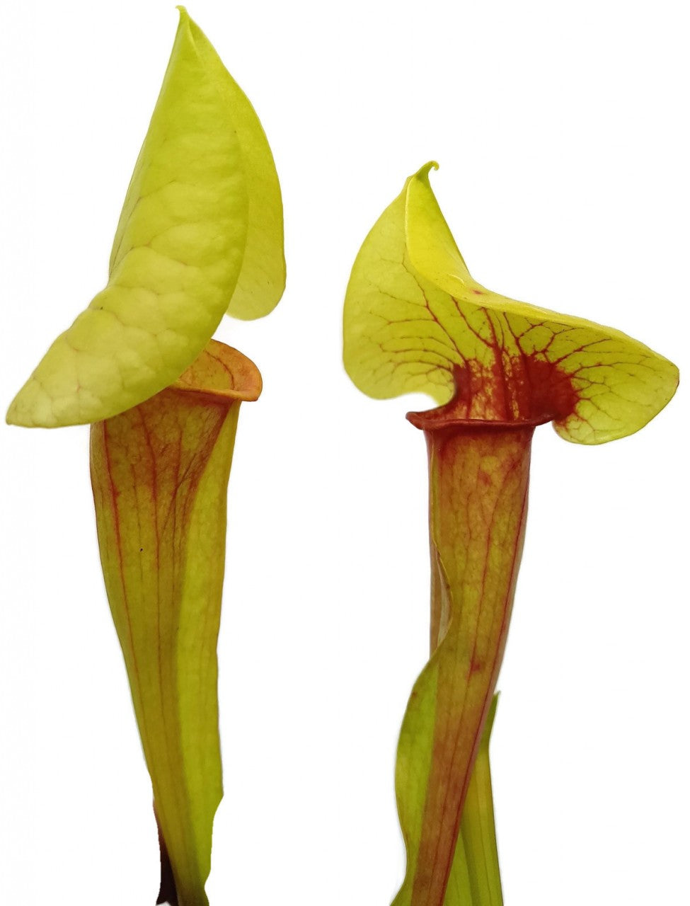 Sarracenia X Catesbaei (Flava x Puprurea)