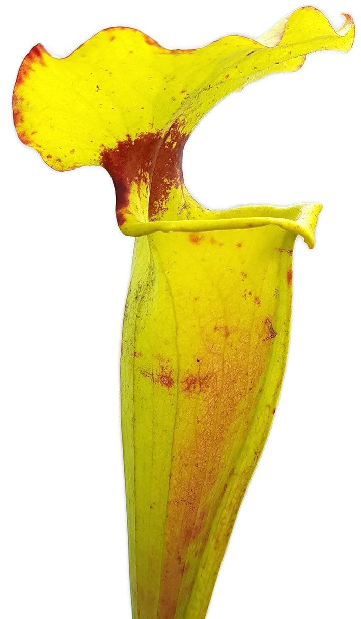 Sarracenia Flava var. Rugelii "Big Mouth"