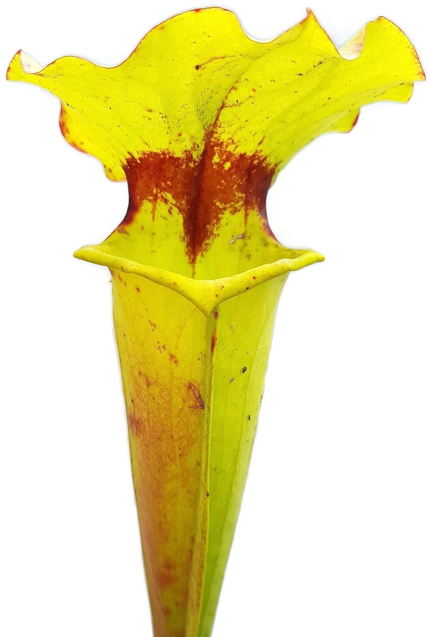 Sarracenia Flava var. Rugelii "Big Mouth"