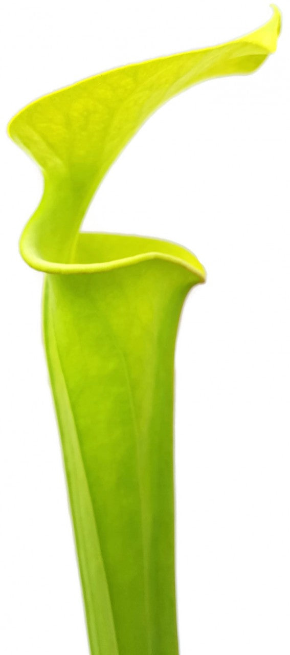 Sarracenia Flava "Orange Flower"