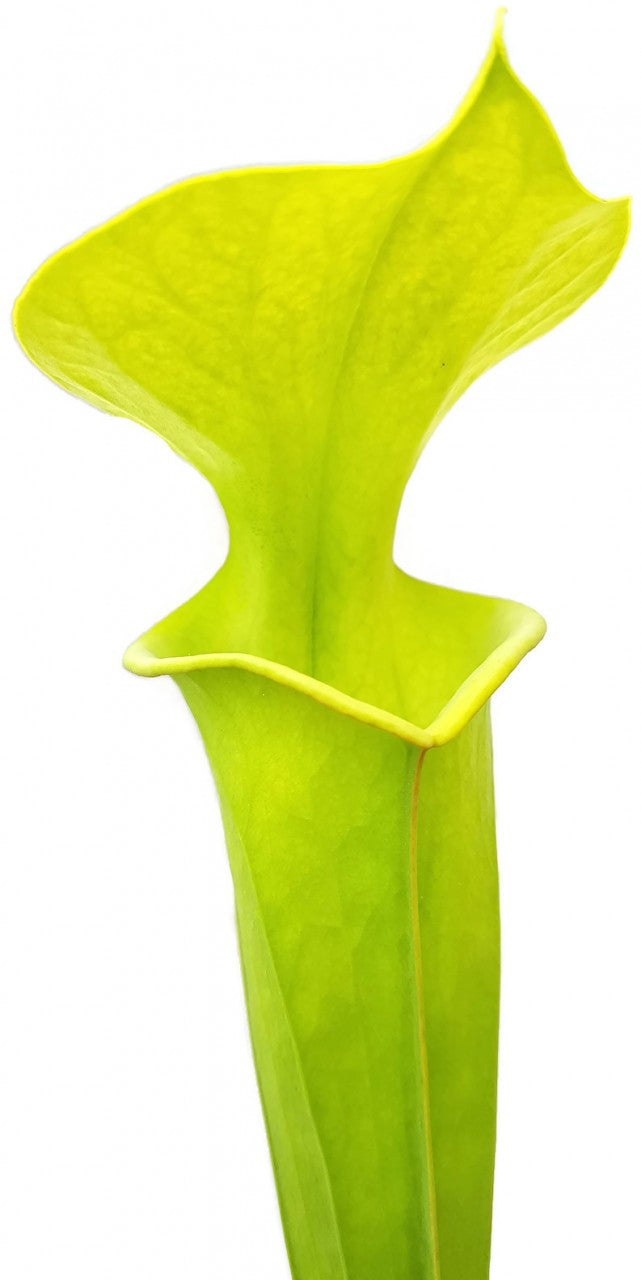 Sarracenia Flava "Orange Flower"