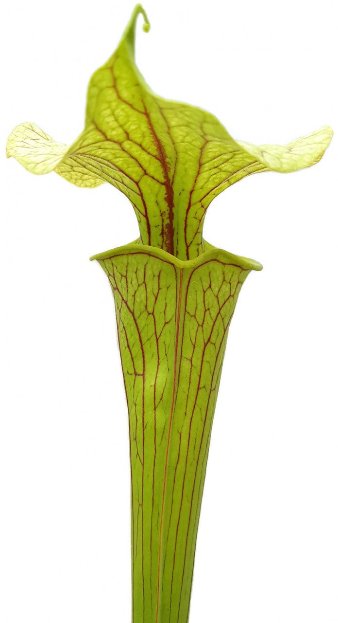 Sarracenia Flava - Veined "Peach Blush Flower"