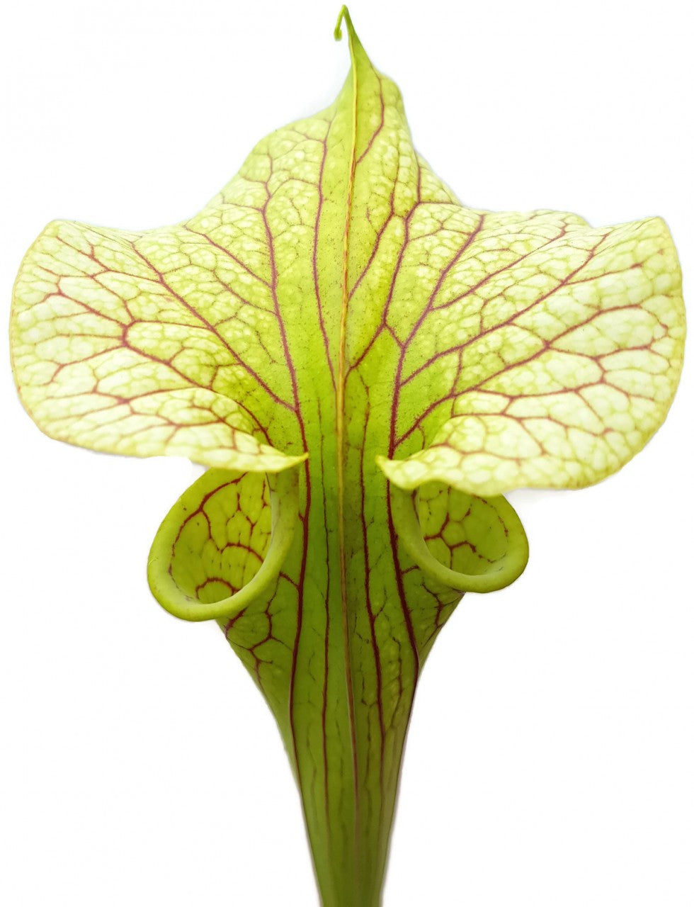 Sarracenia Flava - Veined "Peach Blush Flower"