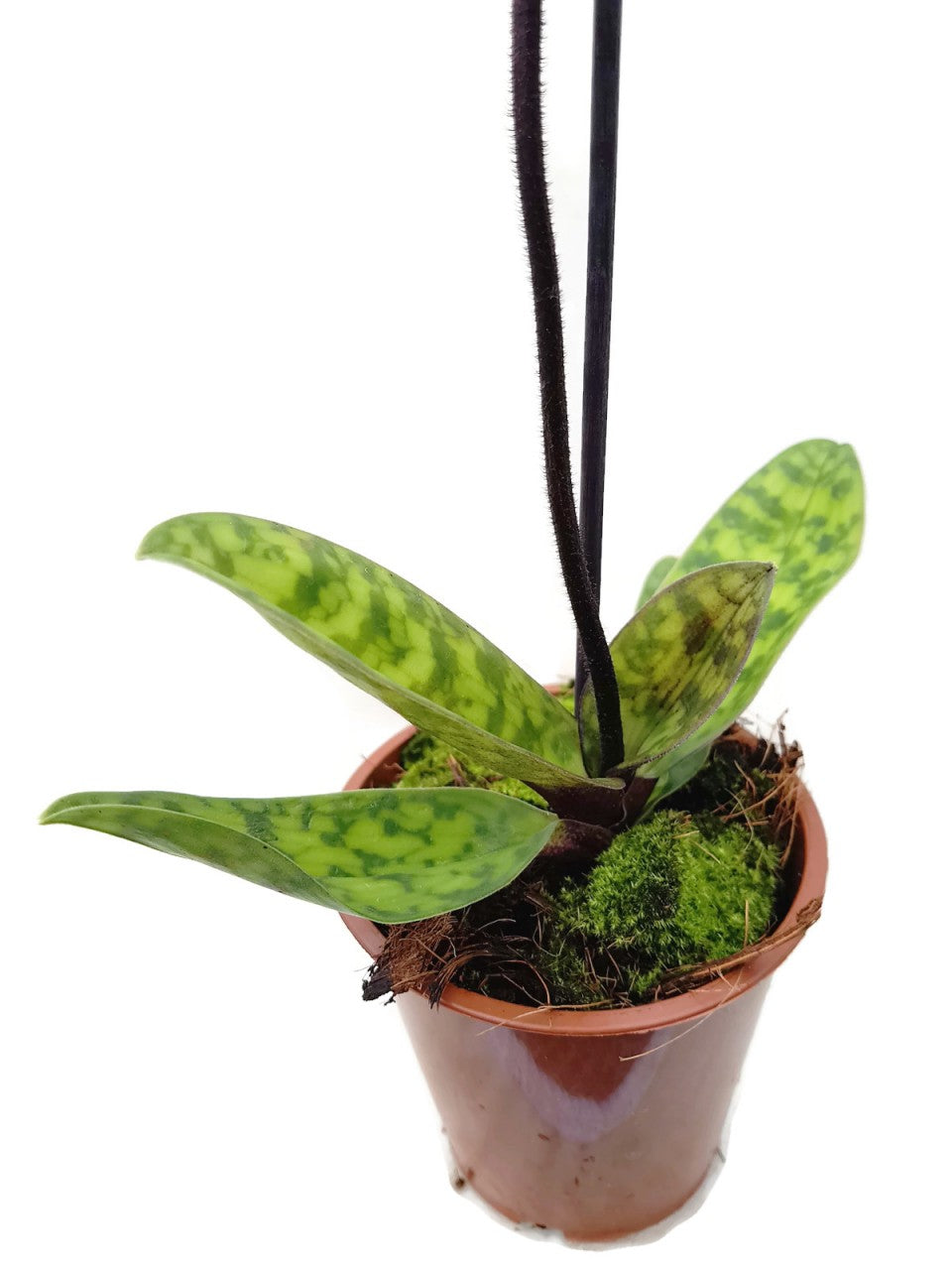 Orchidee - Paphiopedilum "Vinicolor"