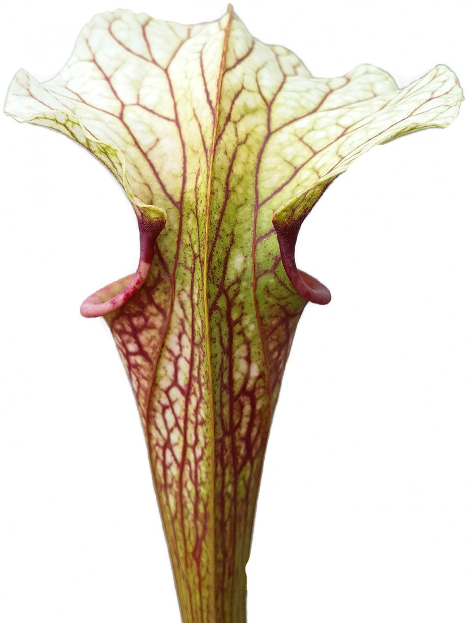 Sarracenia "Cyclops"