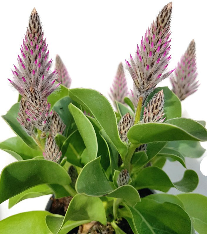 Ptilotus exaltatus - Haarschöpfchen