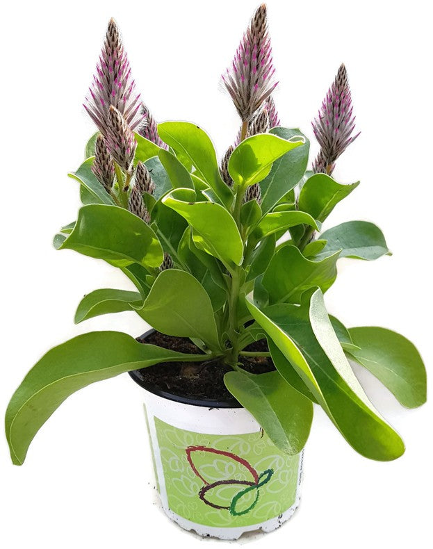 Ptilotus exaltatus - Haarschöpfchen