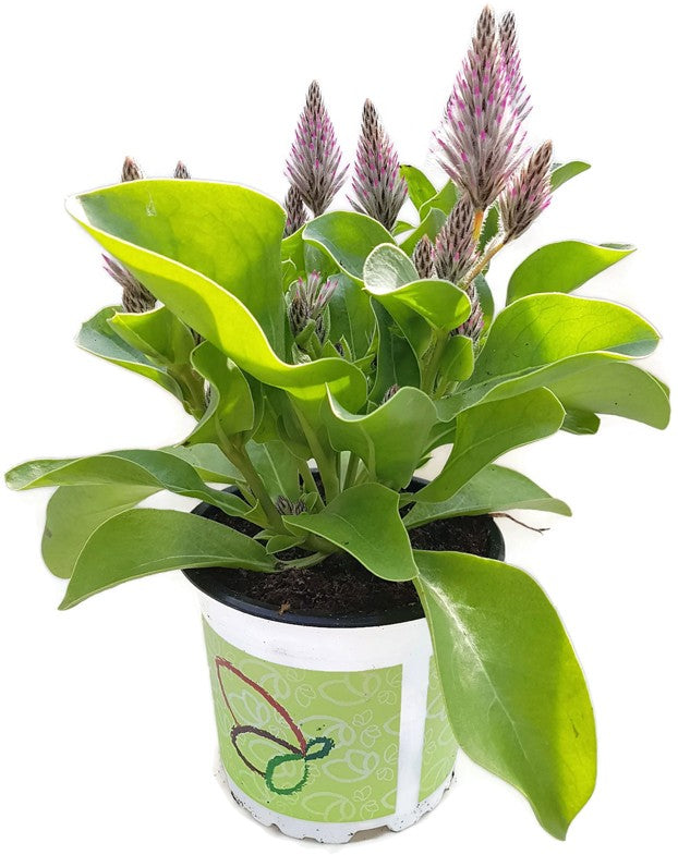 Ptilotus exaltatus - Haarschöpfchen