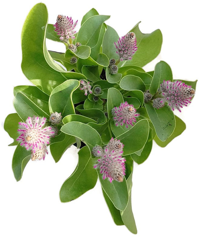 Ptilotus exaltatus - Haarschöpfchen