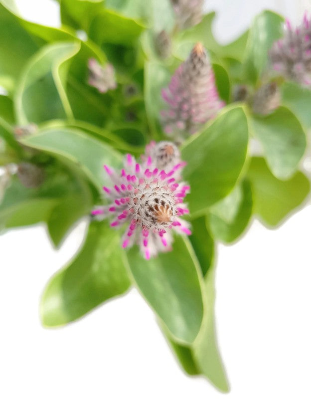 Ptilotus exaltatus - Haarschöpfchen