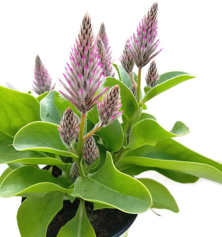 Ptilotus exaltatus - Haarschöpfchen