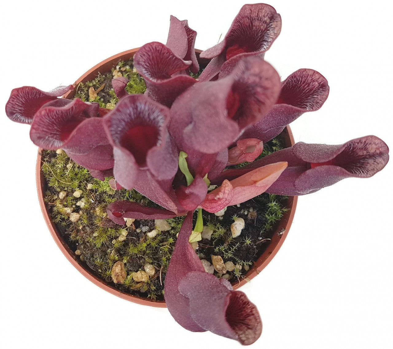 Sarracenia Purpurea ssp. Venosa "Minor Black" ex. Carow