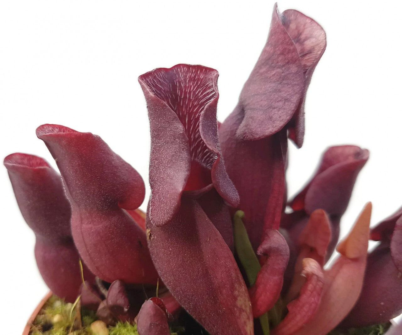 Sarracenia Purpurea ssp. Venosa "Minor Black" ex. Carow