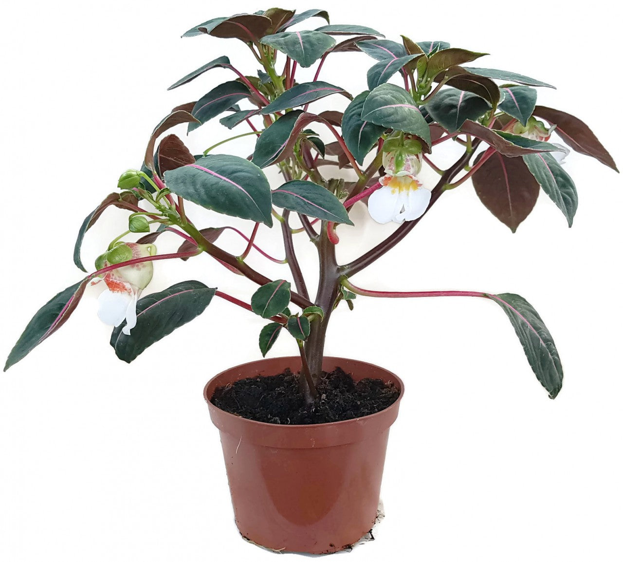 Impatiens morsei "Velvetea" - Kongolieschen