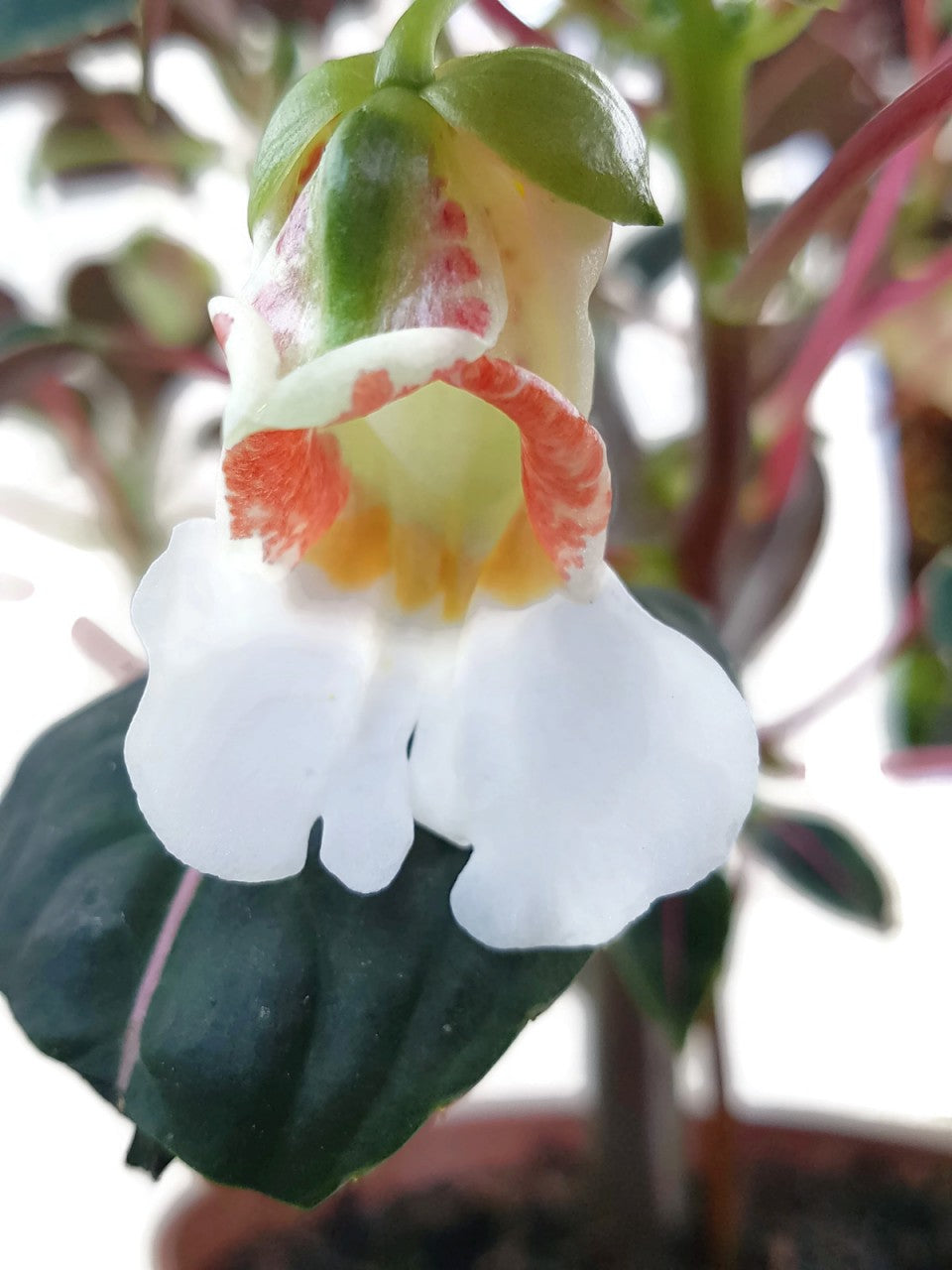 Impatiens morsei "Velvetea" - Kongolieschen