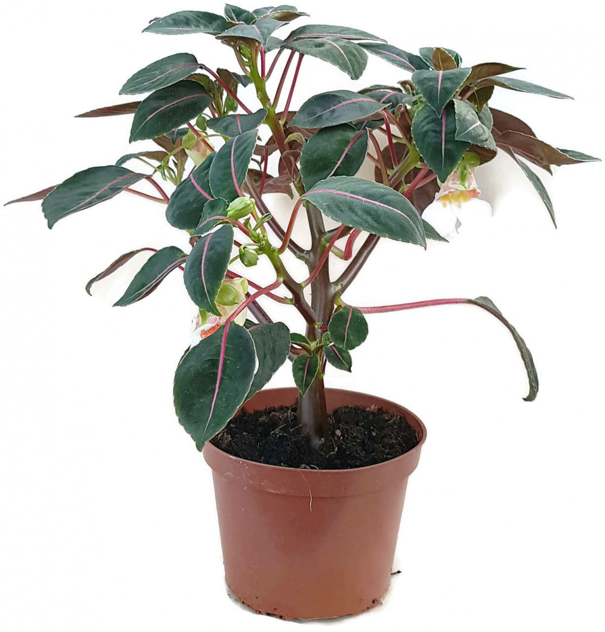Impatiens morsei "Velvetea" - Kongolieschen