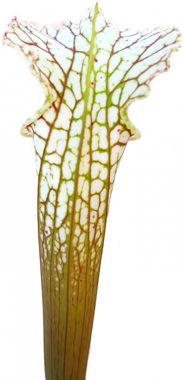 Sarracenia Leucophylla - Green & White, Perido, Baldwin Co. Alabama MK L63