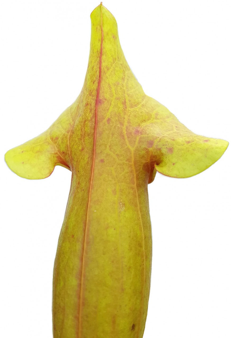 Sarracenia X Catesbaei (Flava x Puprurea) "Reverse Veins"