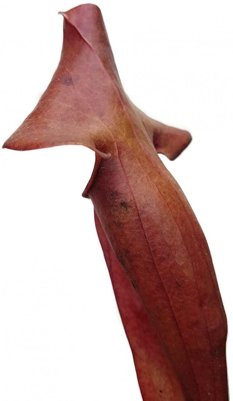 Sarracenia X Catesbaei (Flava x Puprurea) "Reverse Veins"