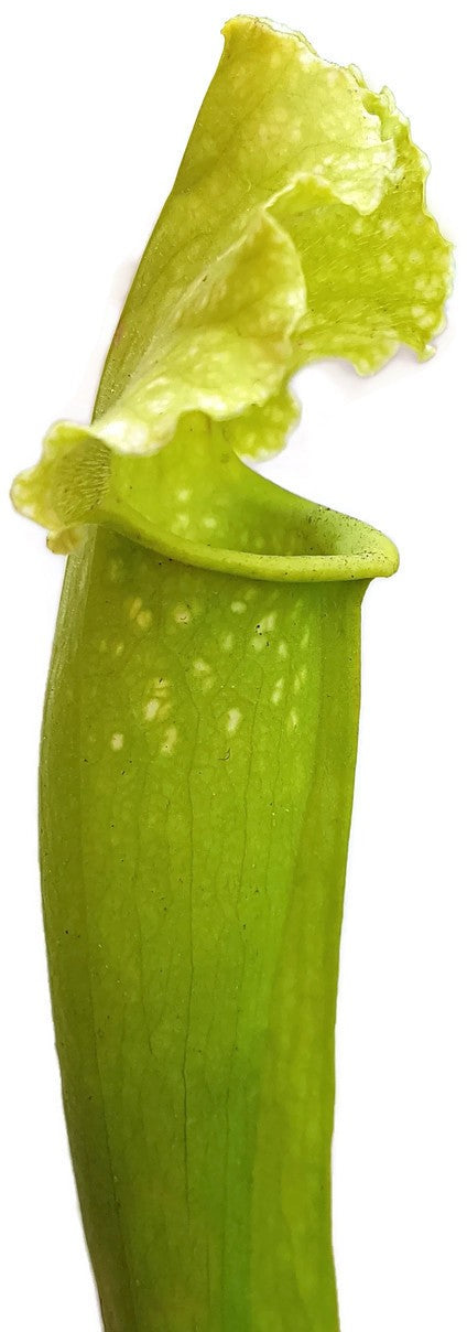 Sarracenia X Mitchelliana "Anthocyanfree"