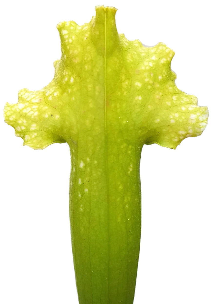 Sarracenia X Mitchelliana "Anthocyanfree"