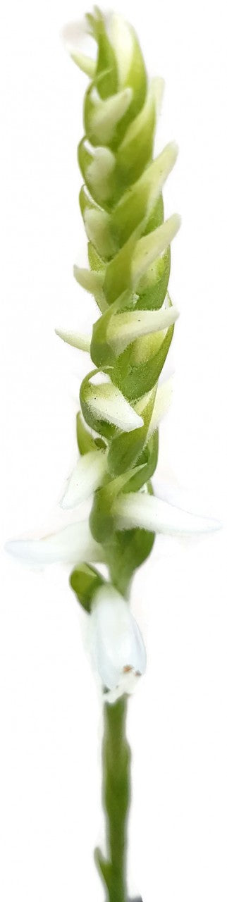 Spiranthes cernua "Chadd"s Ford" - Gartenorchidee
