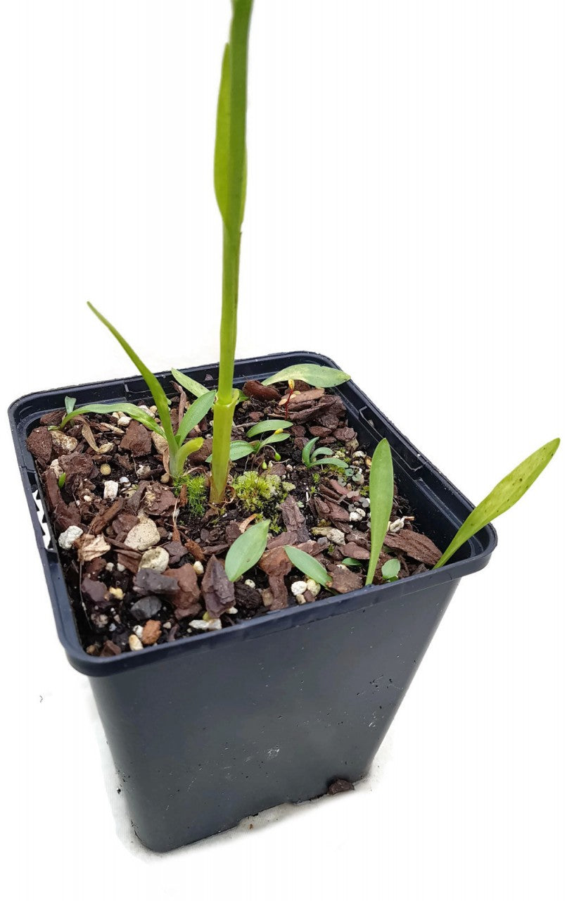 Spiranthes cernua "Chadd"s Ford" - Gartenorchidee