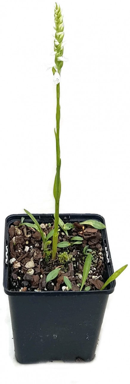 Spiranthes cernua "Chadd"s Ford" - Gartenorchidee