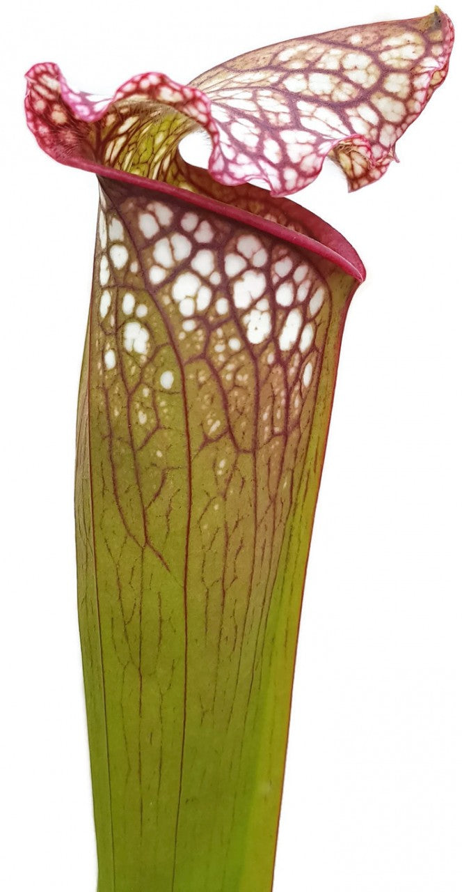 Sarracenia Leucophylla x "Jutathip Soper" Klon 1