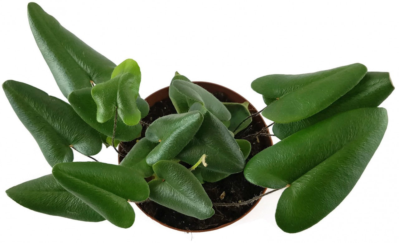 Hemionitis arifolia - Herzfarn