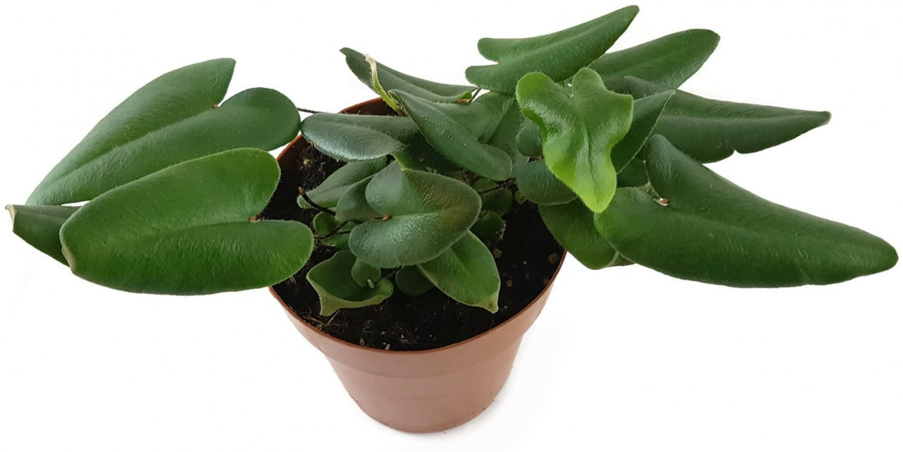 Hemionitis arifolia - Herzfarn