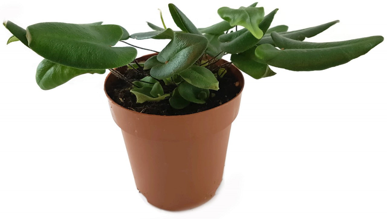 Hemionitis arifolia - Herzfarn