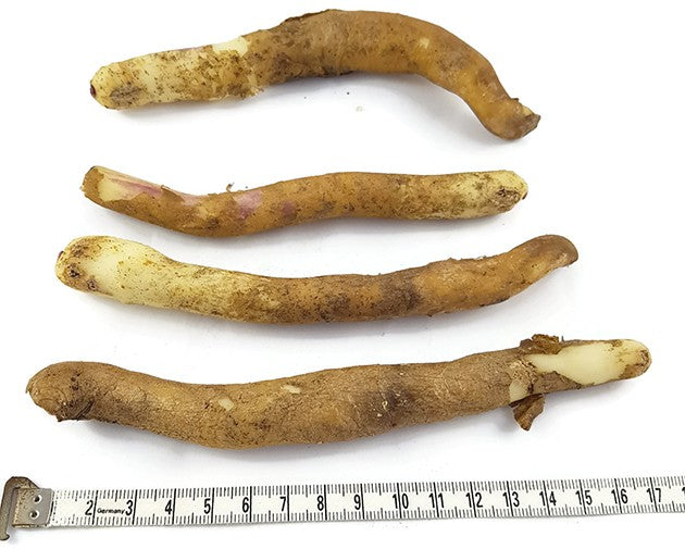 Gloriosa "Sparkling Stripe" - gestreifte Ruhmeskrone