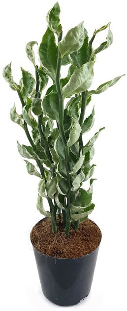 Pedilanthus tithymaloides "Embraceable You" - Teufelsrückrat