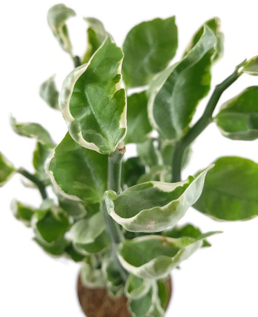 Pedilanthus tithymaloides "Embraceable You" - Teufelsrückrat