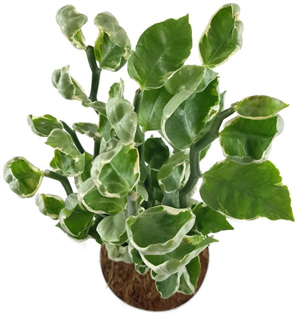 Pedilanthus tithymaloides "Embraceable You" - Teufelsrückrat