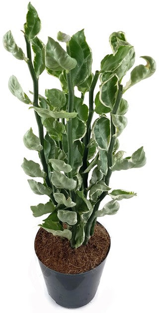 Pedilanthus tithymaloides "Embraceable You" - Teufelsrückrat