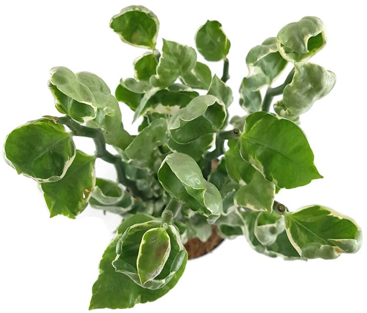 Pedilanthus tithymaloides "Embraceable You" - Teufelsrückrat