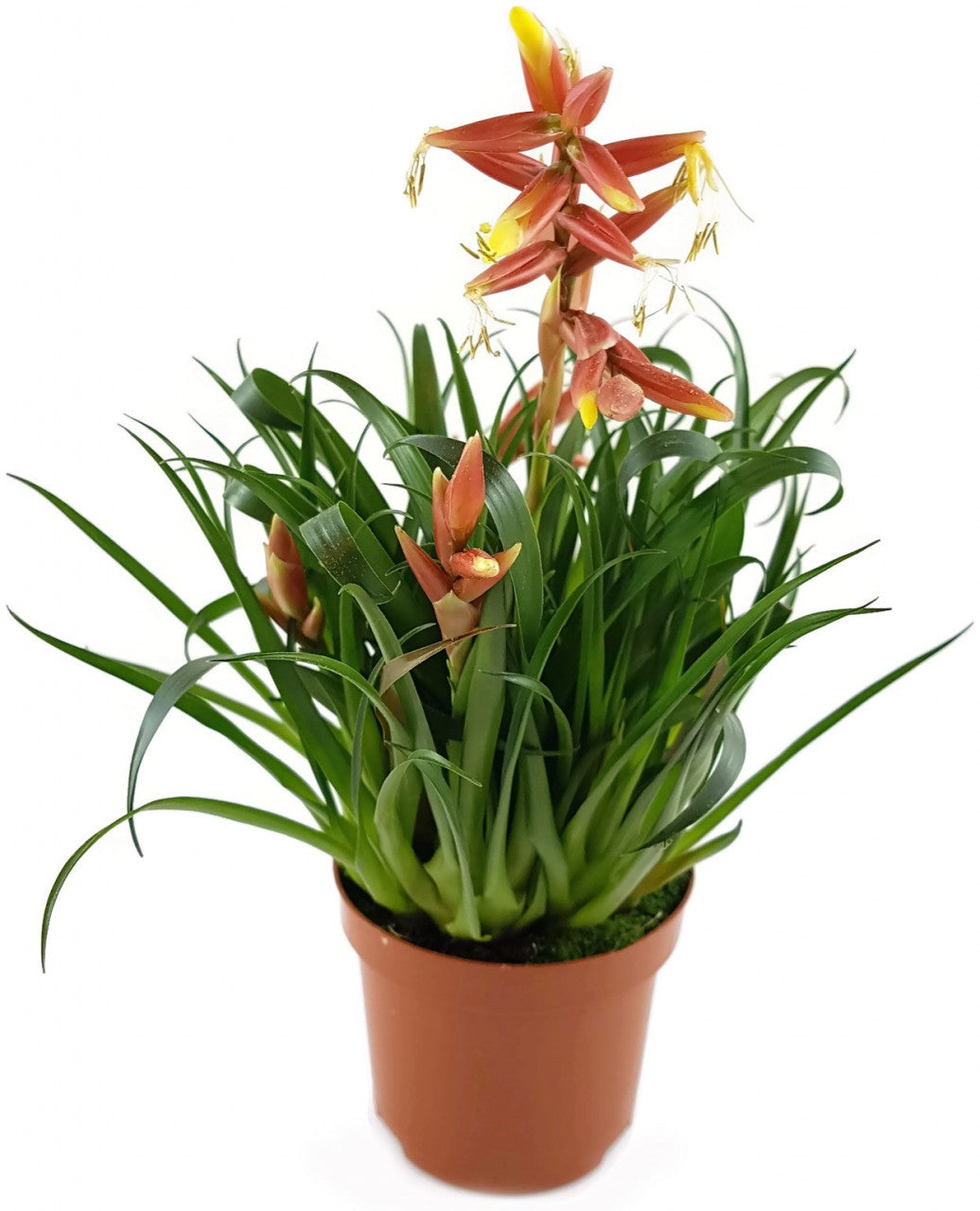 Vriesea Multiflower "Carrera" - Bromelie