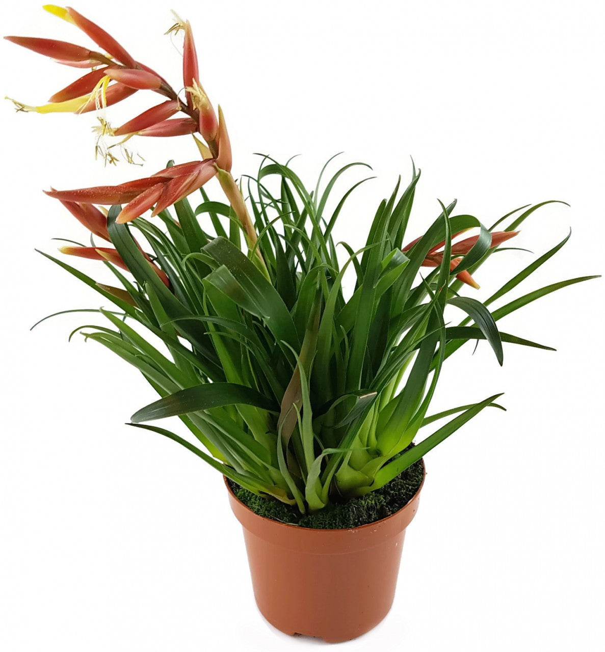 Vriesea Multiflower "Carrera" - Bromelie