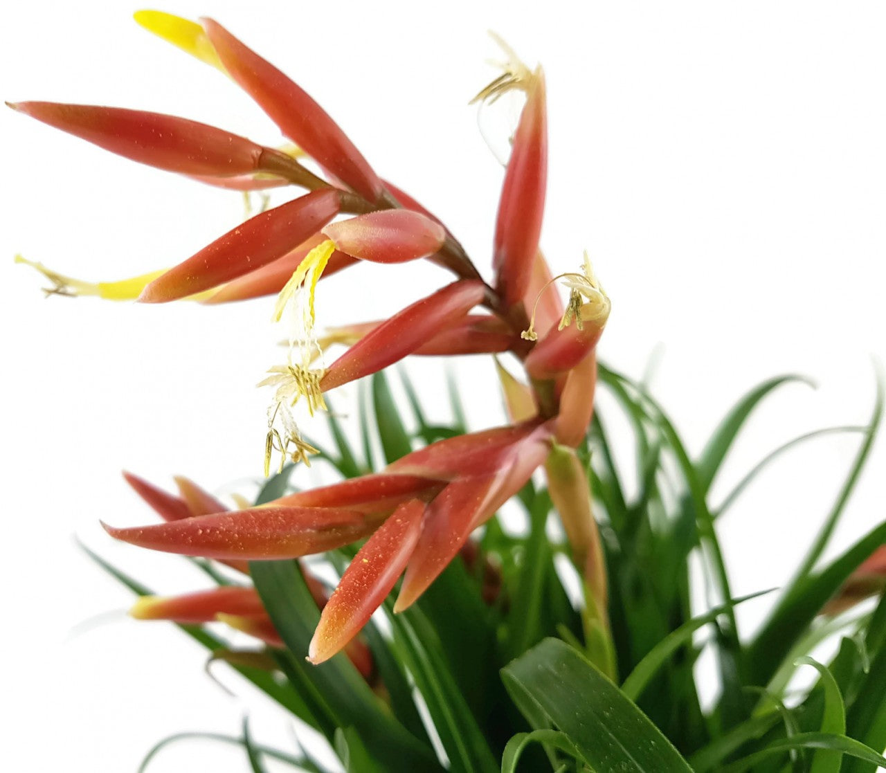 Vriesea Multiflower "Carrera" - Bromelie