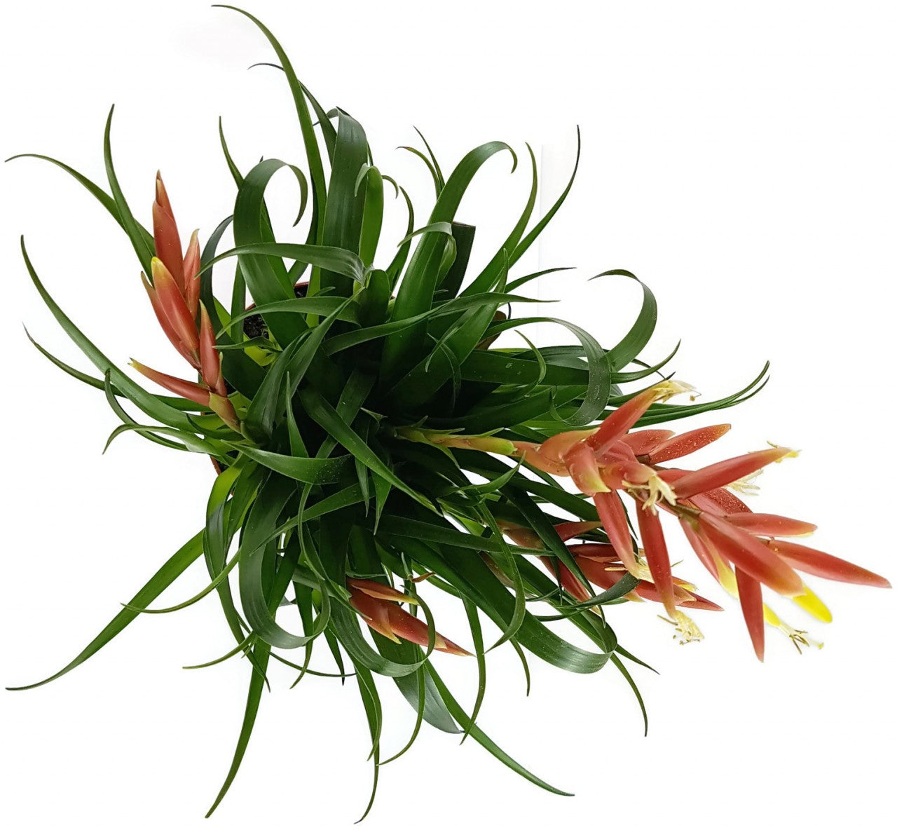 Vriesea Multiflower "Carrera" - Bromelie