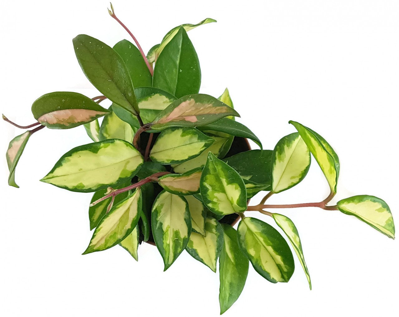Hoya carnosa "tricolor" - Porzellanblume